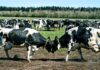 Fact check: Are cows in Denmark dying over Bovaer additive?