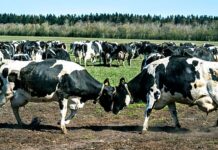 Fact check: Are cows in Denmark dying over Bovaer additive?