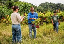 A Porto Rico, l’aventure américaine des exilés du cap Corse