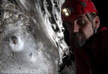 Une toile de 106 mètres abrite plus de 110 000 araignées