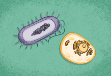 quand nos défenses sont un héritage des bactéries