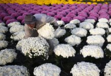 Toussaint : de quand date la tradition des chrysanthèmes ?