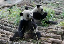 L’unique couple de pandas géants hébergé en France a quitté le zoo de Beauval