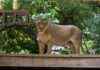 19-year-old mauled to death after climbing into Brazil zoo lion cage