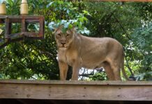 19-year-old mauled to death after climbing into Brazil zoo lion cage