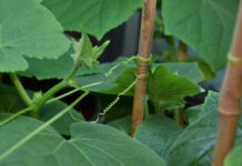 Avec ses vrilles, le cornichon ne manque pas de ressort pour grandir