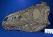 ses ados étaient en fait des adultes d’une autre espèce