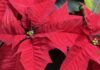 Gardening experts share 1 place not to put your Christmas poinsettia