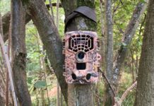 Wildlife experts put hidden camera on trail and spot ‘rare’ animal