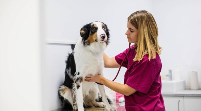 Vet issues warning to dog owners who give their pets tap water