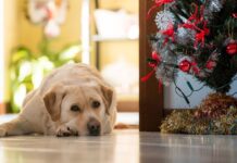 4 signs Xmas is leaving your dog ‘stressed’ and what to do about it