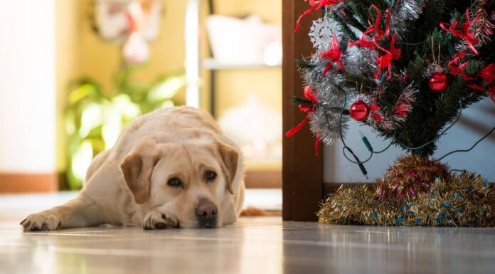 4 signs Xmas is leaving your dog ‘stressed’ and what to do about it