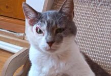 Cat with permanent ‘suspicious’ expression desperate for home