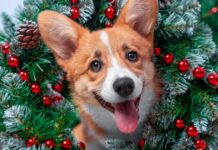 Vet shares key changes in dog’s behaviour to look out for in December