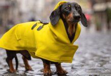 Pet expert reveals when it’s time for a dog coat