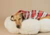 Expert shares 33p hack to stop dog beds smelling in winter
