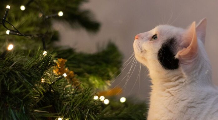 Cat owners issued Christmas tree warning
