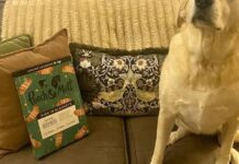 ‘My dog tried pigs in blankets advent calendar and begged for more’