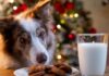 3 Christmas foods that are ‘toxic’ to dogs — not chocolate or bones
