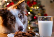 3 Christmas foods that are ‘toxic’ to dogs — not chocolate or bones