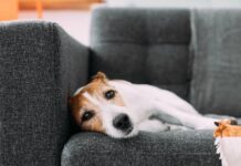 ‘Serious damage’ warning issued to millions of UK dog owners