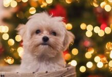 Festive pet pamper study is good news for dogs and cats at Christmas