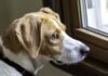 Dog owners urged to do 1 thing to help prevent separation anxiety