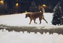 Dog expert warns of hidden winter garden danger to pets