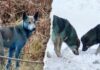 Chernobyl dogs likely turned blue from ‘port-a-potty’ waste, expert says