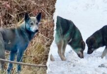 Chernobyl dogs likely turned blue from ‘port-a-potty’ waste, expert says