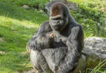 La fin du mythe du mâle alpha chez les primates