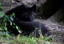 « Le loup, bête pourchassée devenue espèce à préserver, n’a jamais cessé d’être un animal politique »