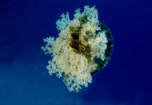 le rythme des méduses pour régénérer leurs neurones