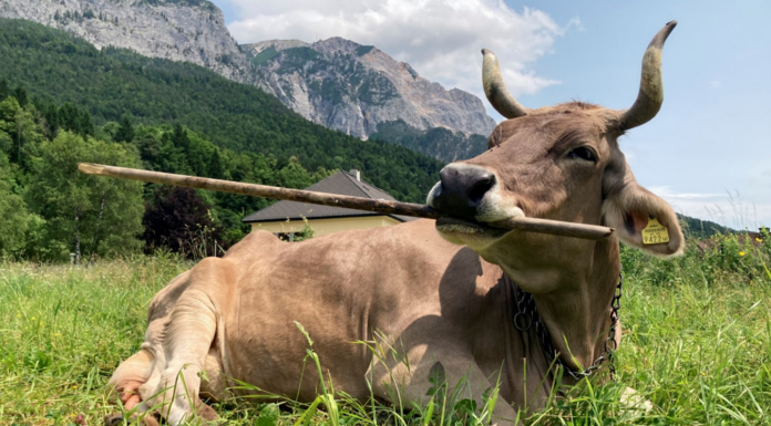 Une vache aussi peut manier des outils