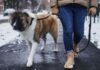 Urgent warning to all dog owners to ‘limit walks’ from today