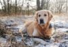 Vet’s ’emergency’ warning signs every dog owner should know | Weather | News