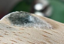 Household item poses massive mould risk and everyone has it in their homes