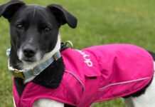 This Dryrobe dog coat is a game-changer for winter walks