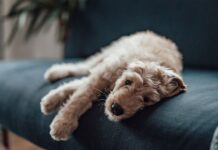 What type of people should never own a dog