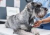 Veterinary nurse says these 2 dog breeds are ‘easiest’
