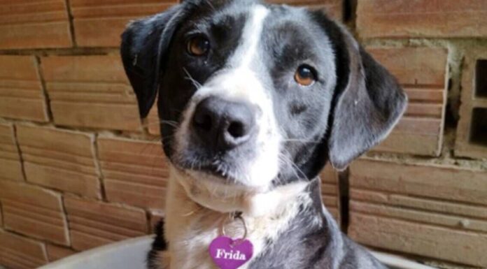 Cute dog overlooked in kennels for 3 years for heartbreaking reason