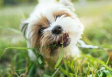 Vet shares 4 reasons dog eats grass and when to worry