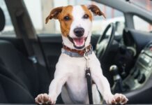 Dogs don’t get car sick when you do key exercise at home
