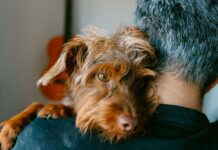 5 types of people who should never own a dog, according to pet experts