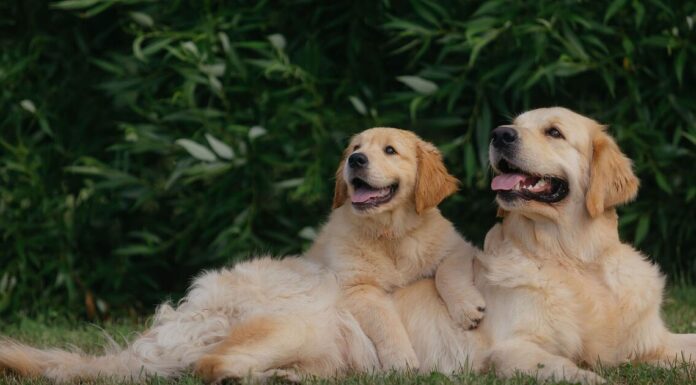 Top 10 ‘memorable’ dog names trending across the UK in 2026