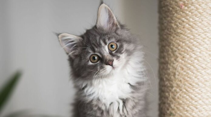 5 ‘best’ cat breeds for first time owners according to vet