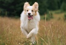 Vet urges pet owners to make 3 simple changes to ‘extend dog’s life’