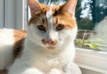 My cat tried the cheapest and most expensive litter for 2 weeks—results