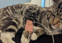 Cat owners who claimed pet was paralysed after leaping from 30ft-high window banned