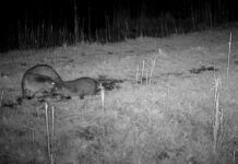 La loutre d’Europe est de retour dans les fleuves et les rivières de France